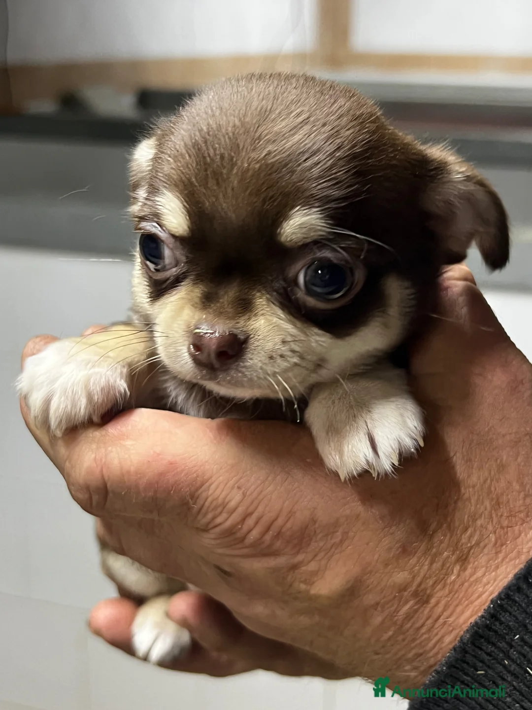 Chihuahua cani in vendita: Chihuahua - Annuncio 1