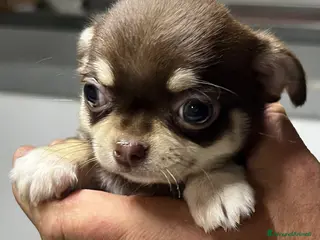 Chihuahua cani Chihuahua - Annuncio 16