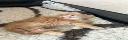 Siberiano gatti in vendita: Cuccioli Siberiano - Annuncio 18