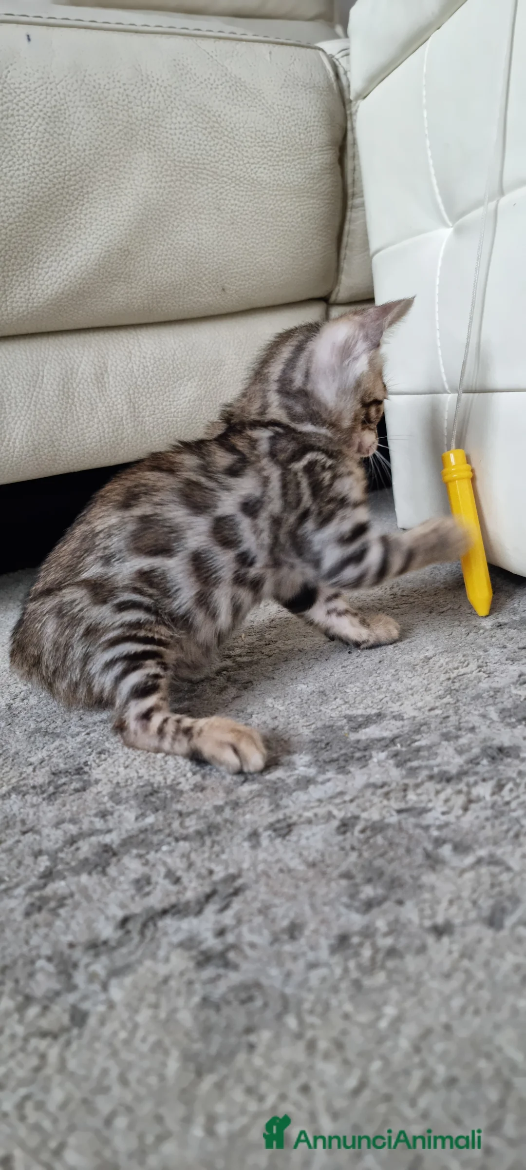 Bengala gatti in vendita: Gattina Bengala con Pedigree  - Annuncio 9