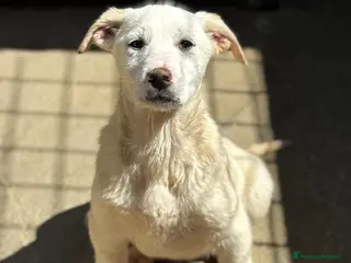 Meticcio cani Belle cucciola simil labrador - Annuncio 33