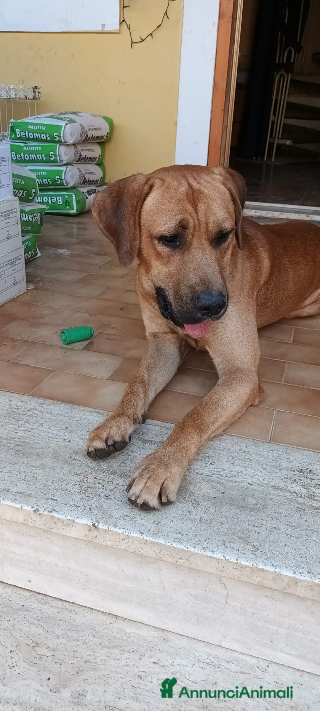 Altre razze cani in regalo: Cagnolino taglia media grande  - Annuncio 1