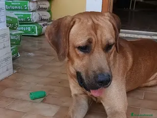 Altre razze cani Cagnolino taglia media grande - Annuncio 3