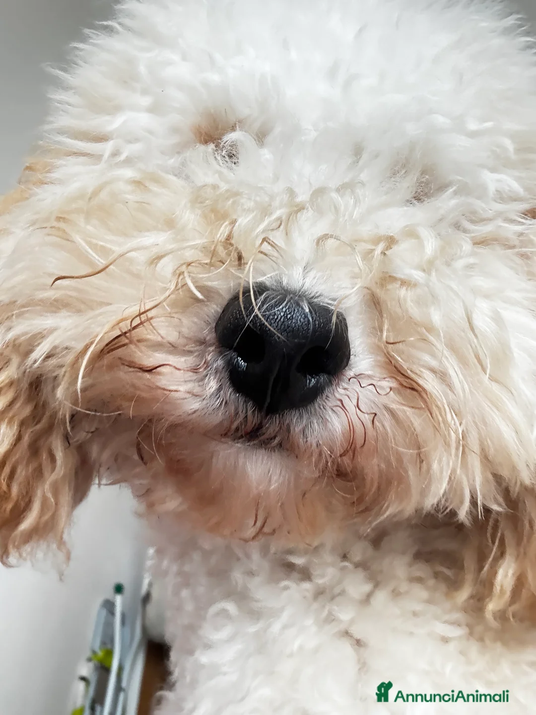 Barboncino cani per accoppiamento: Ares barboncino nano  - Annuncio 6