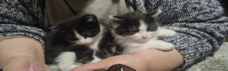 Altre razze gatti in regalo: Micini in regalo 📍VCO - Annuncio 2