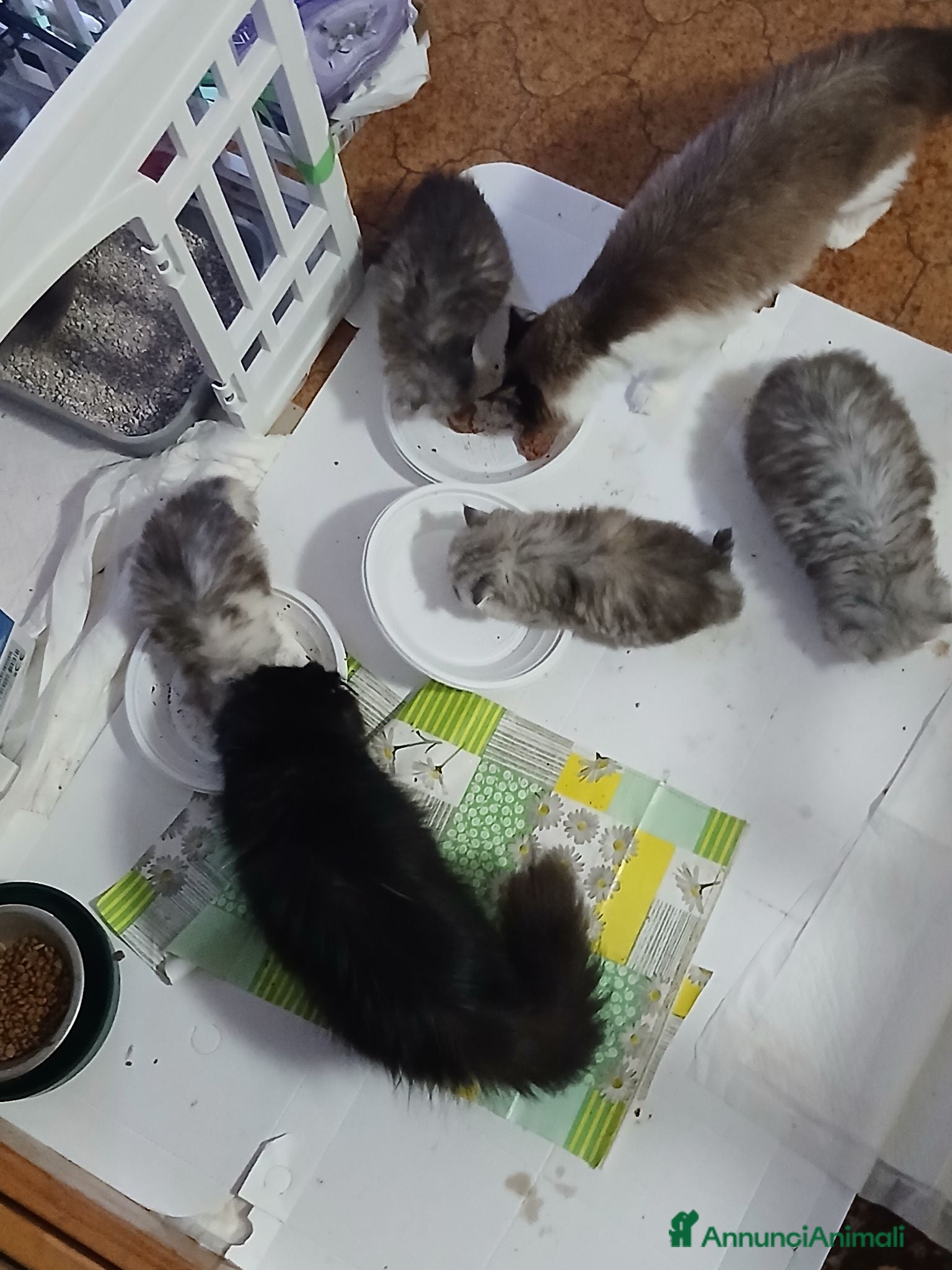 Persiano gatti Gattini  - Annuncio 1