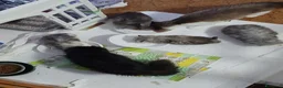 Persiano gatti in vendita: Gattini  - Annuncio 1