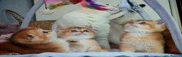 Scottish gatti in vendita: Cuccioli Scottish con Pedigree  - Annuncio 6