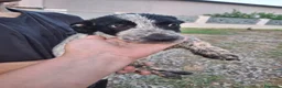 Meticcio cani in regalo: GIULIA 🩷 un mondo da scoprire insieme 😍 - Annuncio 4