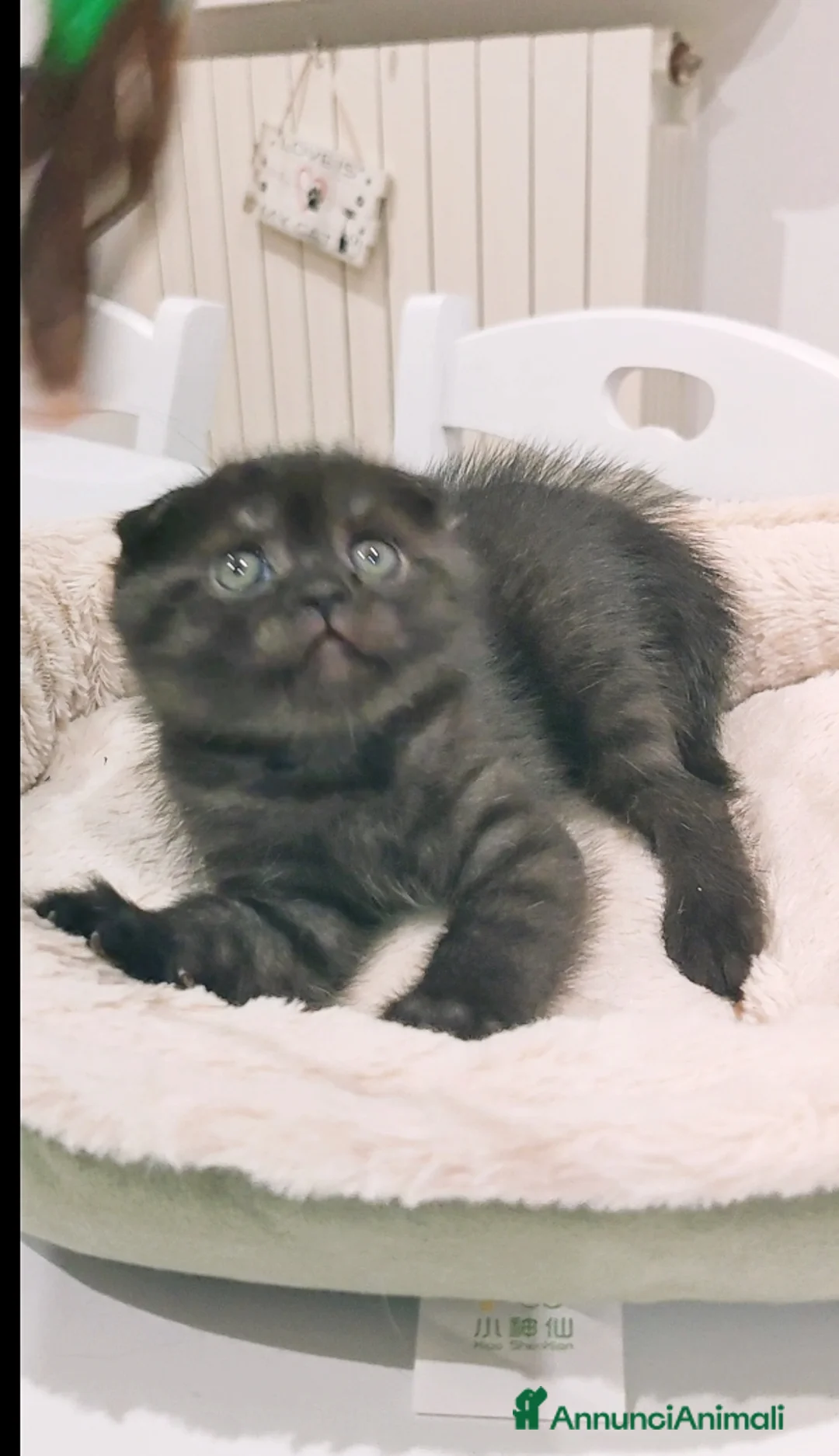 Scottish gatti in vendita: Scottish fold femmina  - Annuncio 8