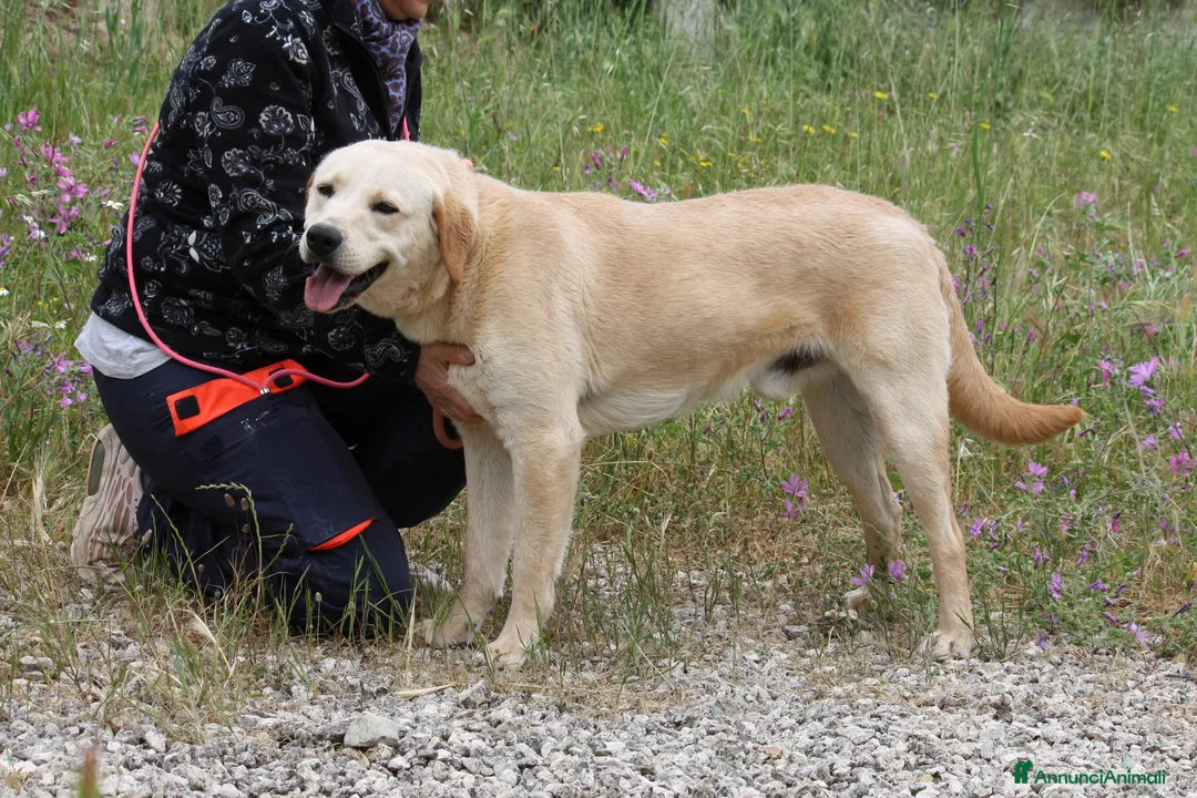 Meticcio cani in regalo: Goran 1 anno cucciolotto equilibrato  - Annuncio 5