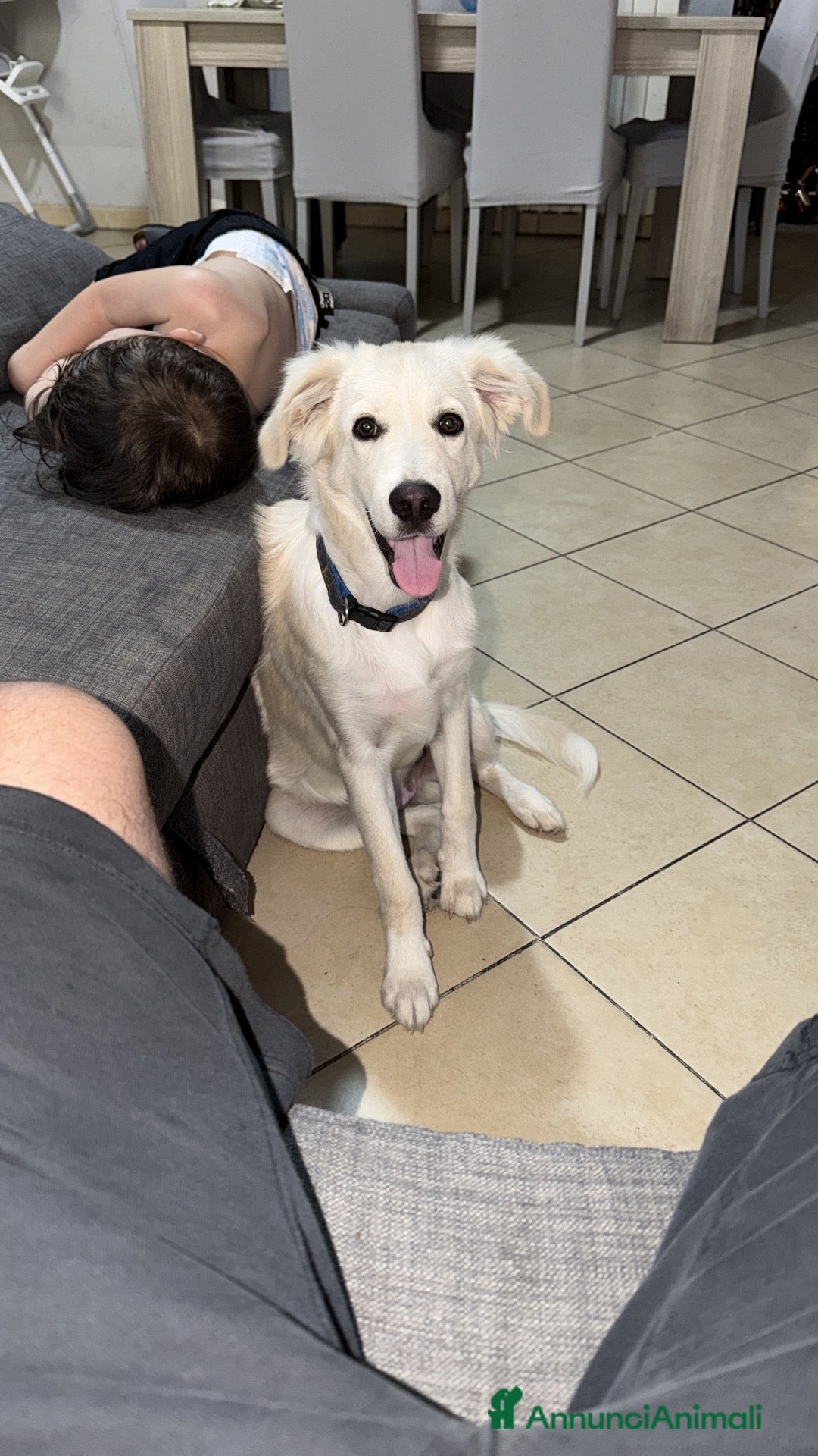 Meticcio cani Cucciolo - Annuncio 2