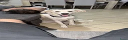 Meticcio cani in regalo: Cucciolo a Provincia di Cosenza - Annuncio 1