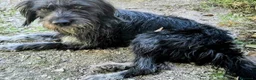 Meticcio cani in regalo: 1 anno, maschietto, 16/17 chili  - Annuncio 7
