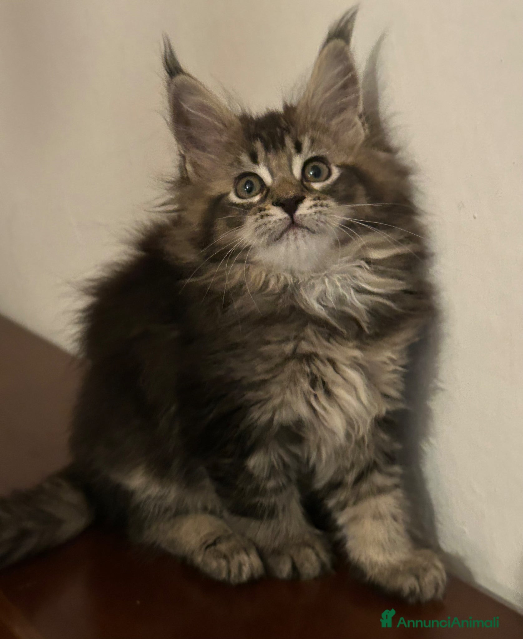 Maine Coon gatti Femmina Maine Coon  - Annuncio 30
