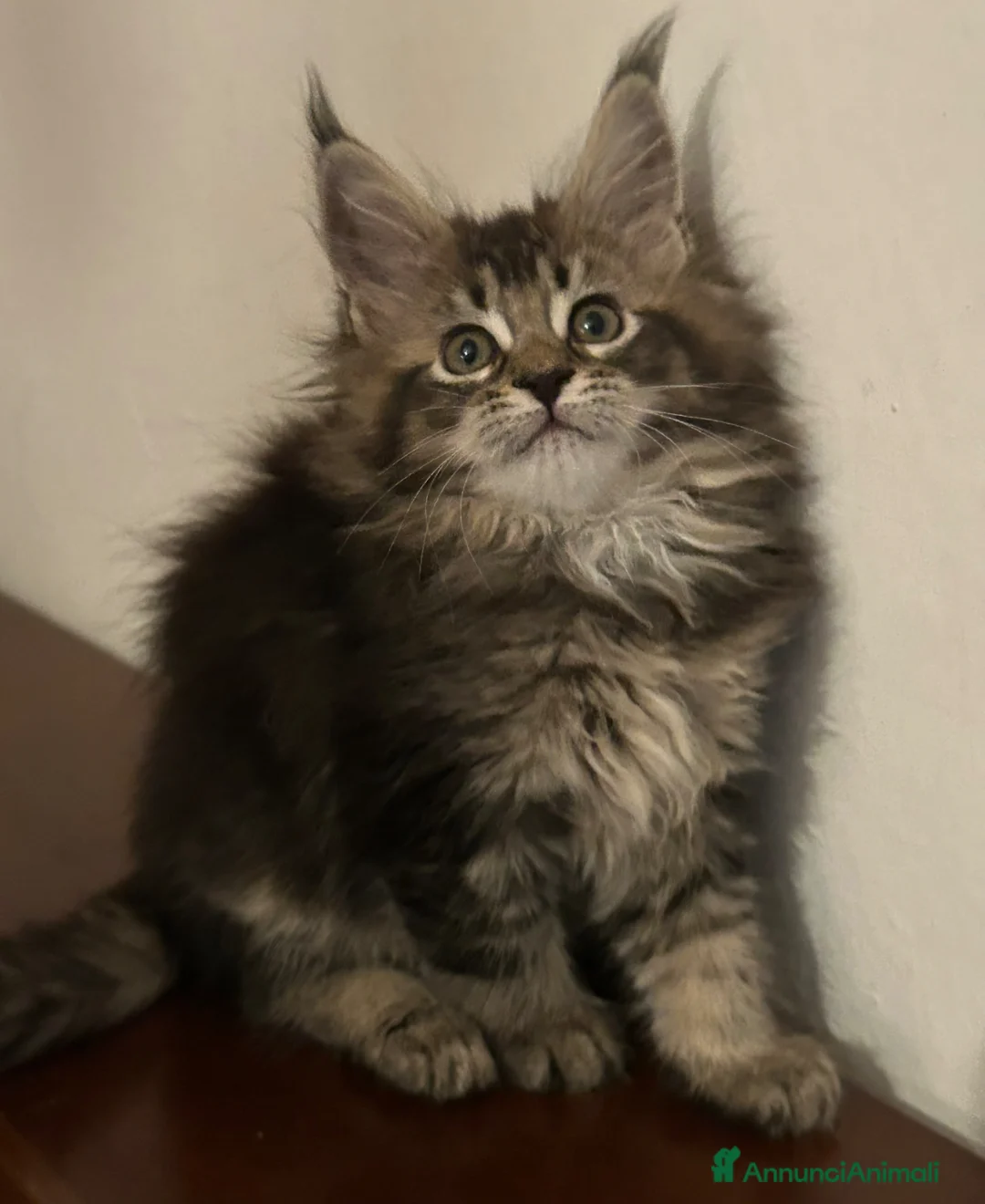 Maine Coon gatti in vendita: Femmina Maine Coon  - Annuncio 1