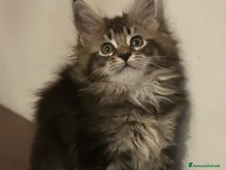 Maine Coon gatti Femmina Maine Coon - Annuncio 30
