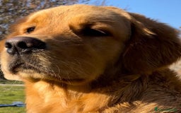 Golden Retriever cani in vendita: Cuccioli golden retriever linea inglese  a Città Metropolitana di Torino - Immagine 3