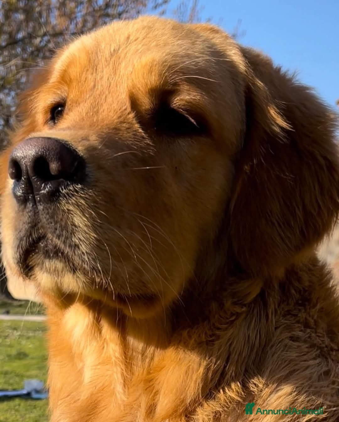 Golden Retriever cani in vendita: Cuccioli golden retriever linea inglese  a Città Metropolitana di Torino - Immagine 3
