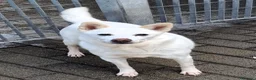 Meticcio cani in regalo: FOX CERCA CASA - Annuncio 2