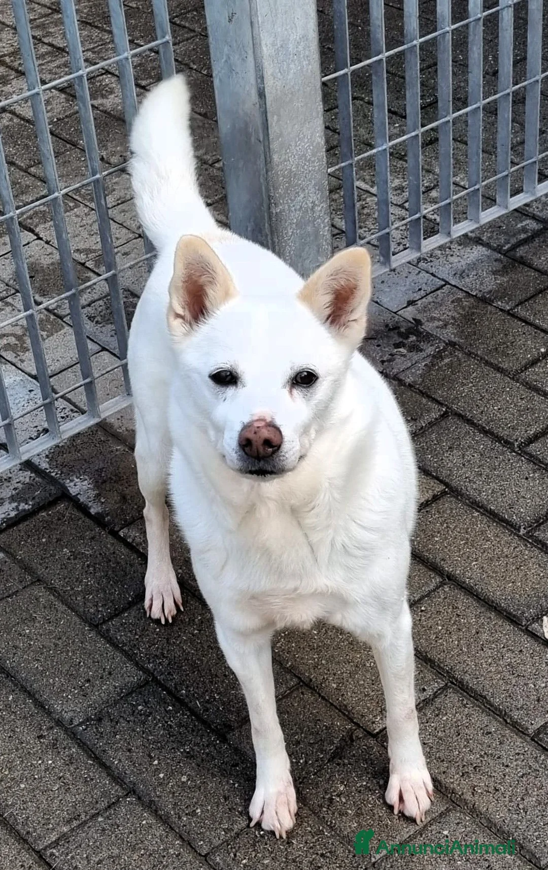 Meticcio cani in regalo: FOX CERCA CASA - Annuncio 2