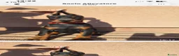 Dobermann cani in vendita: Doberman - Annuncio 3