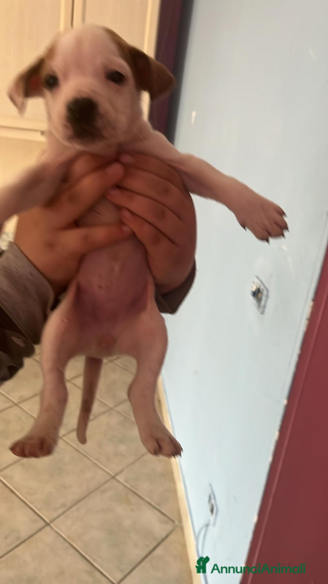 Pitbull cani in vendita: Pitbull amstaff  - Annuncio 4