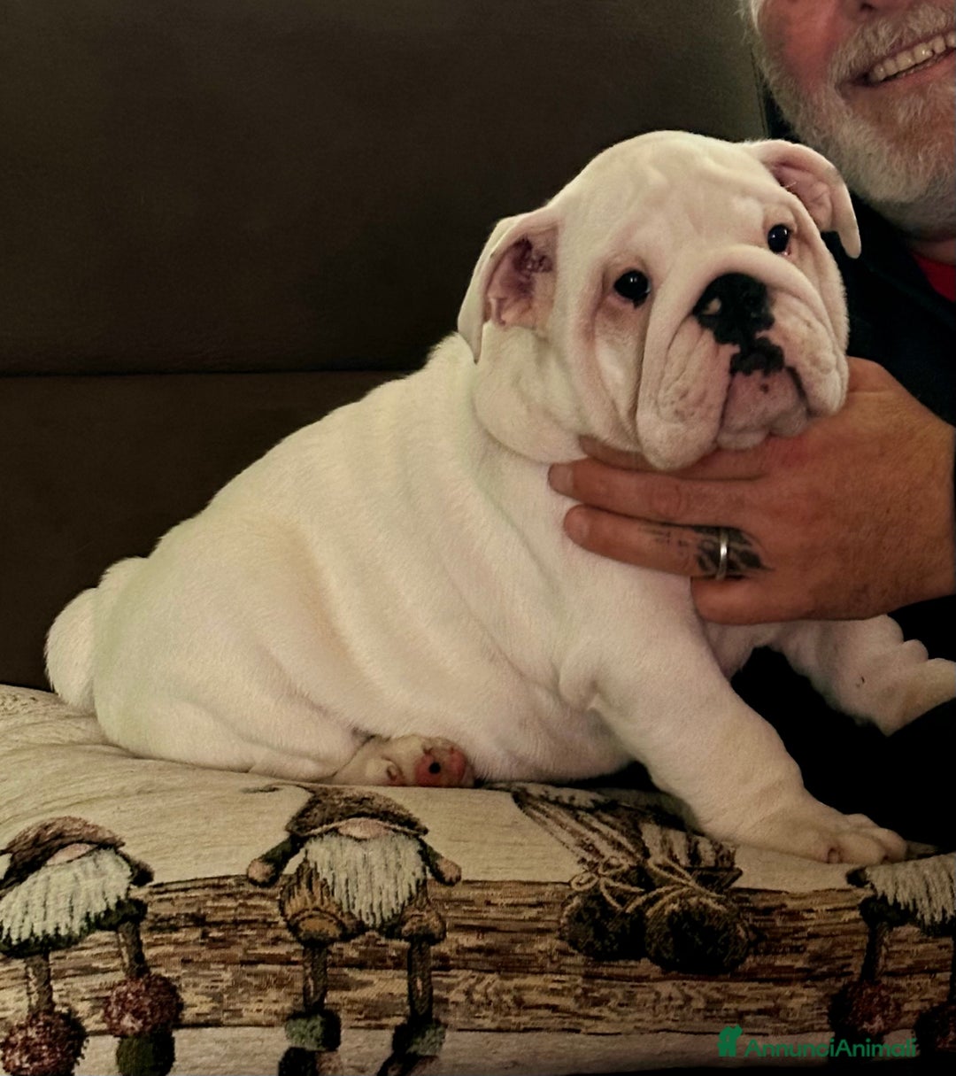 Bulldog cani in vendita: Bulldog inglese cuccioli - Annuncio 6