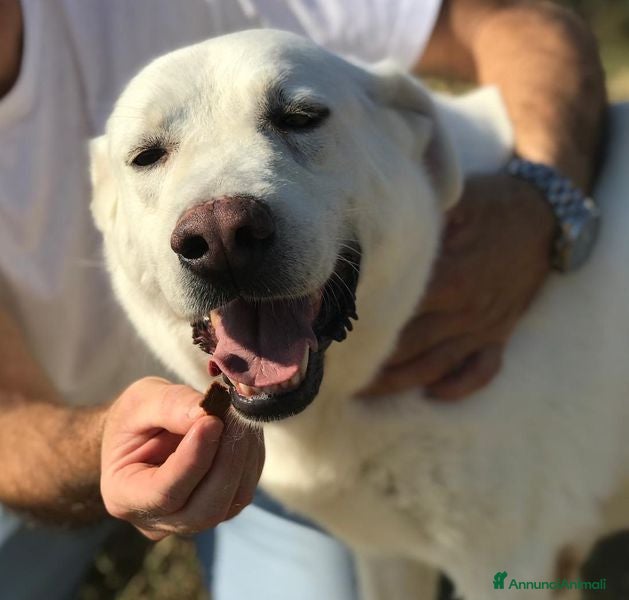 Meticcio cani Commodo il cane giusto per la pet therapy a Provincia di Latina - Annuncio 30