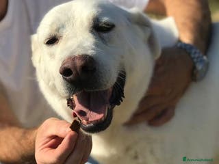 Meticcio cani Commodo il cane giusto per la pet therapy a Provincia di Latina - Annuncio 39