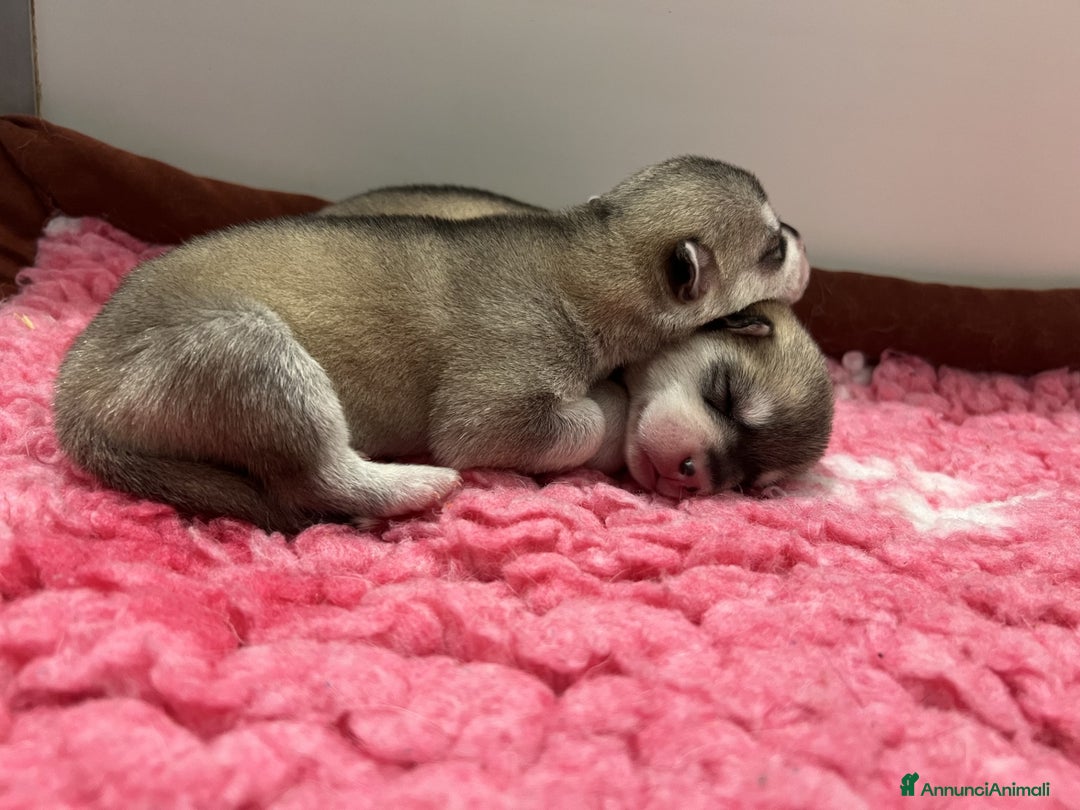 Husky cani in vendita: Splendidi cuccioli di SIBERIAN HUSKY - Annuncio 10