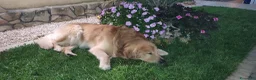 Golden Retriever cani per accoppiamento: Golden retriever per accoppiamento  - Annuncio 13