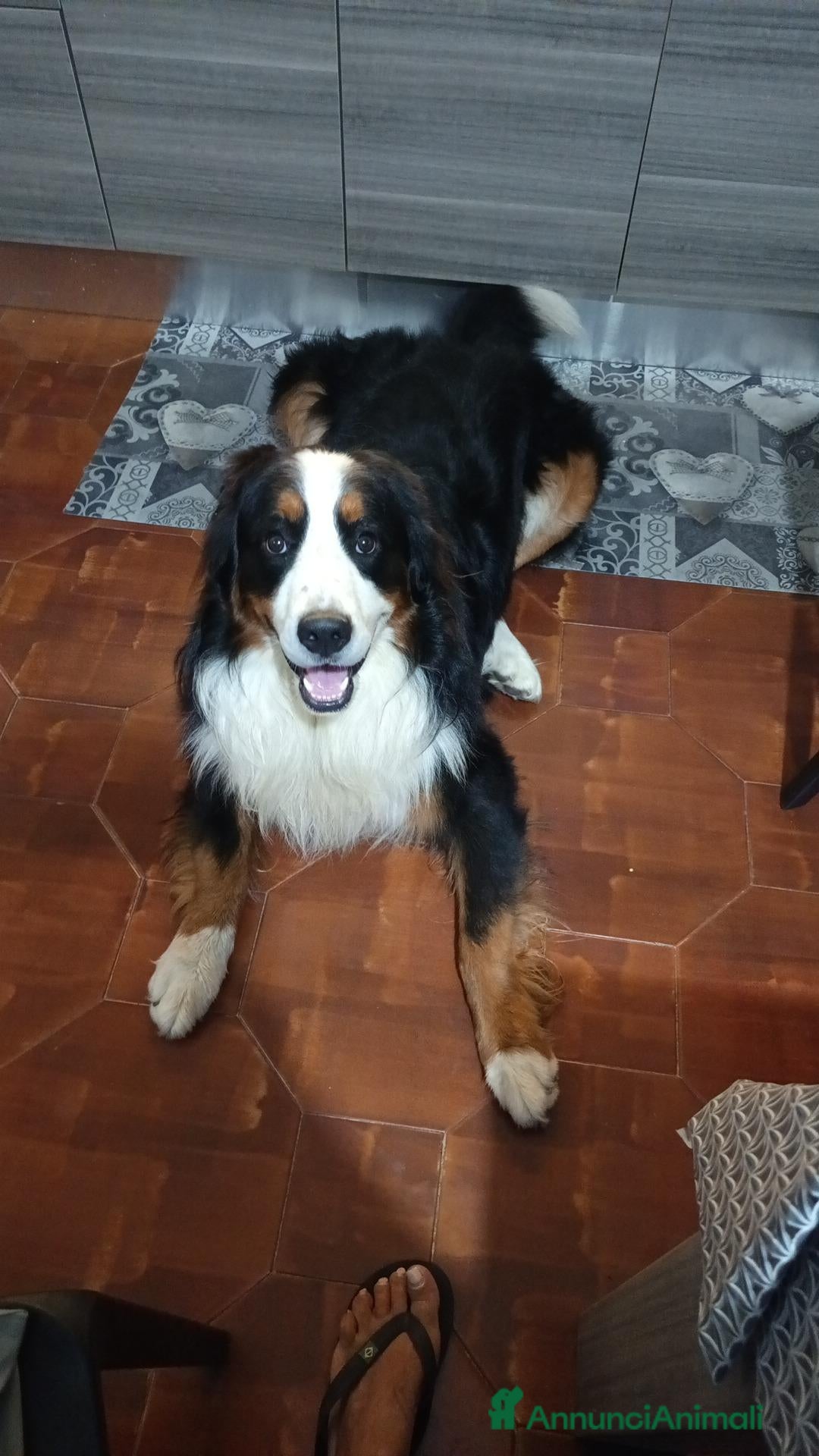 Bovaro del Bernese cani Romeo cerca casa - Annuncio 2