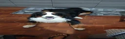 Bovaro del Bernese cani in vendita: Romeo cerca casa - Annuncio 1