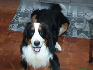 Bovaro del Bernese cani Romeo cerca casa - Annuncio 2