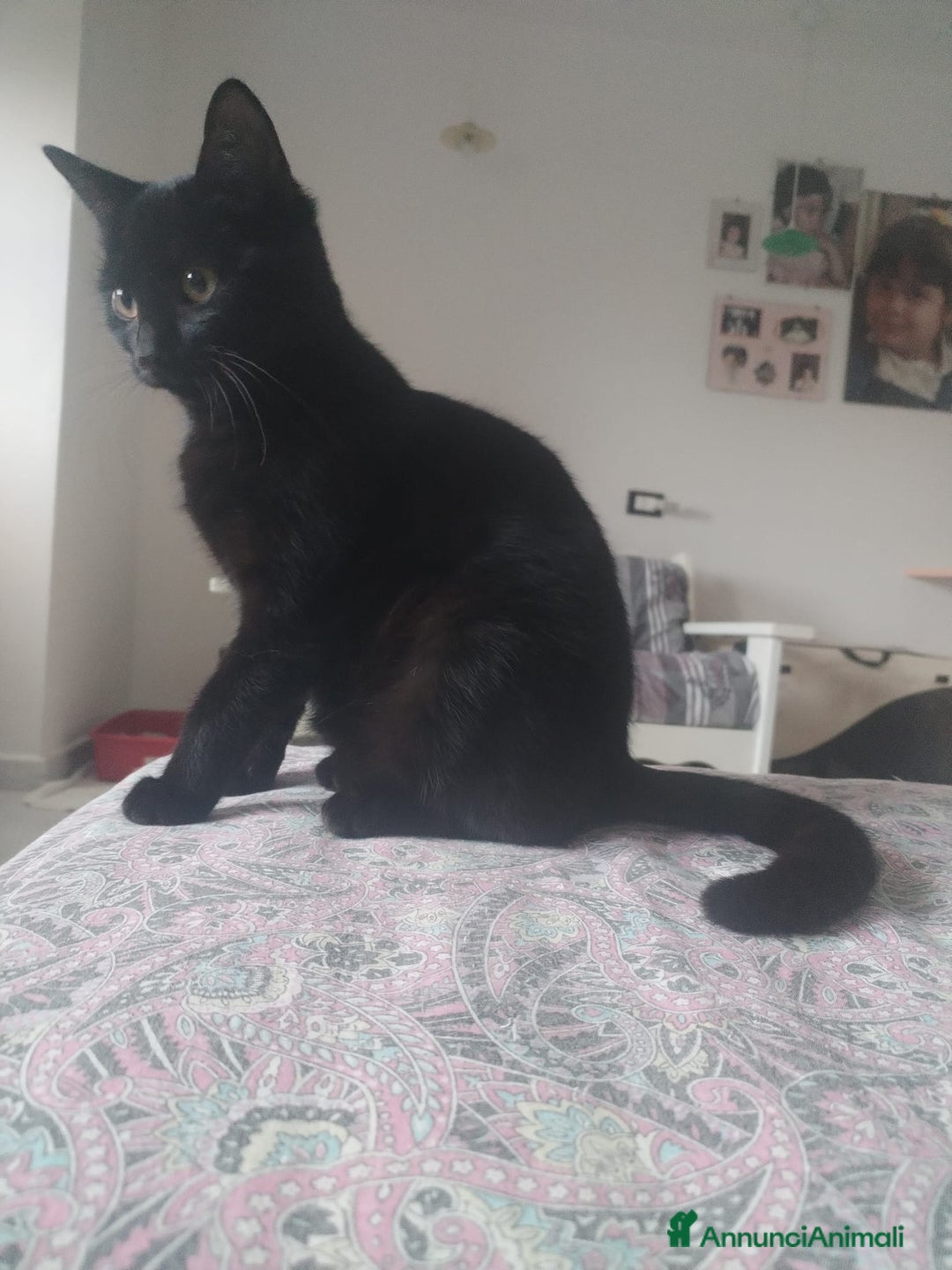 Altre razze gatti in regalo: GATTINI DOLCISSIMI - Annuncio 4