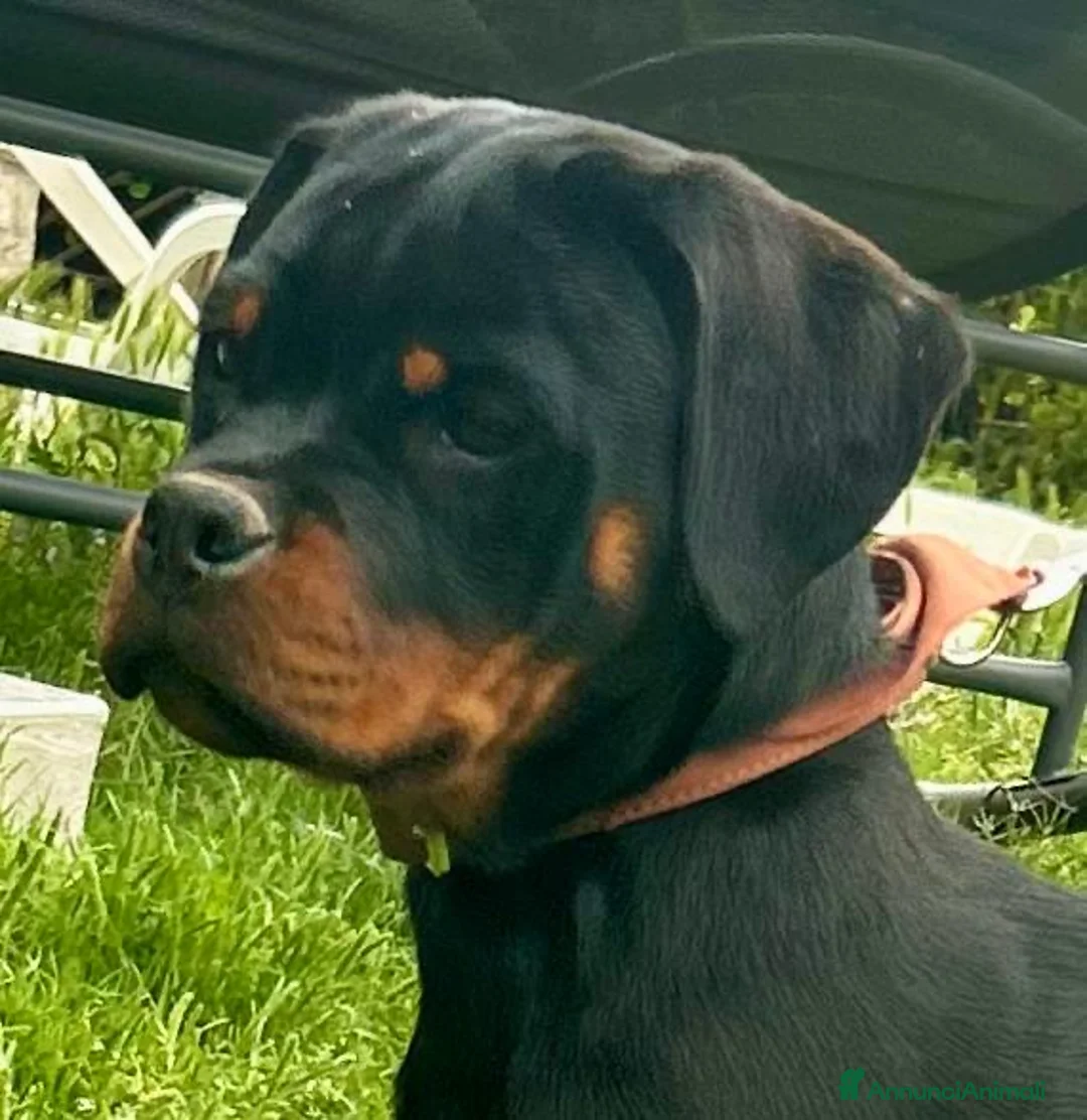 Rottweiler cani in vendita: Vendesi Cucciole Femmine a Provincia di Salerno - Annuncio 4