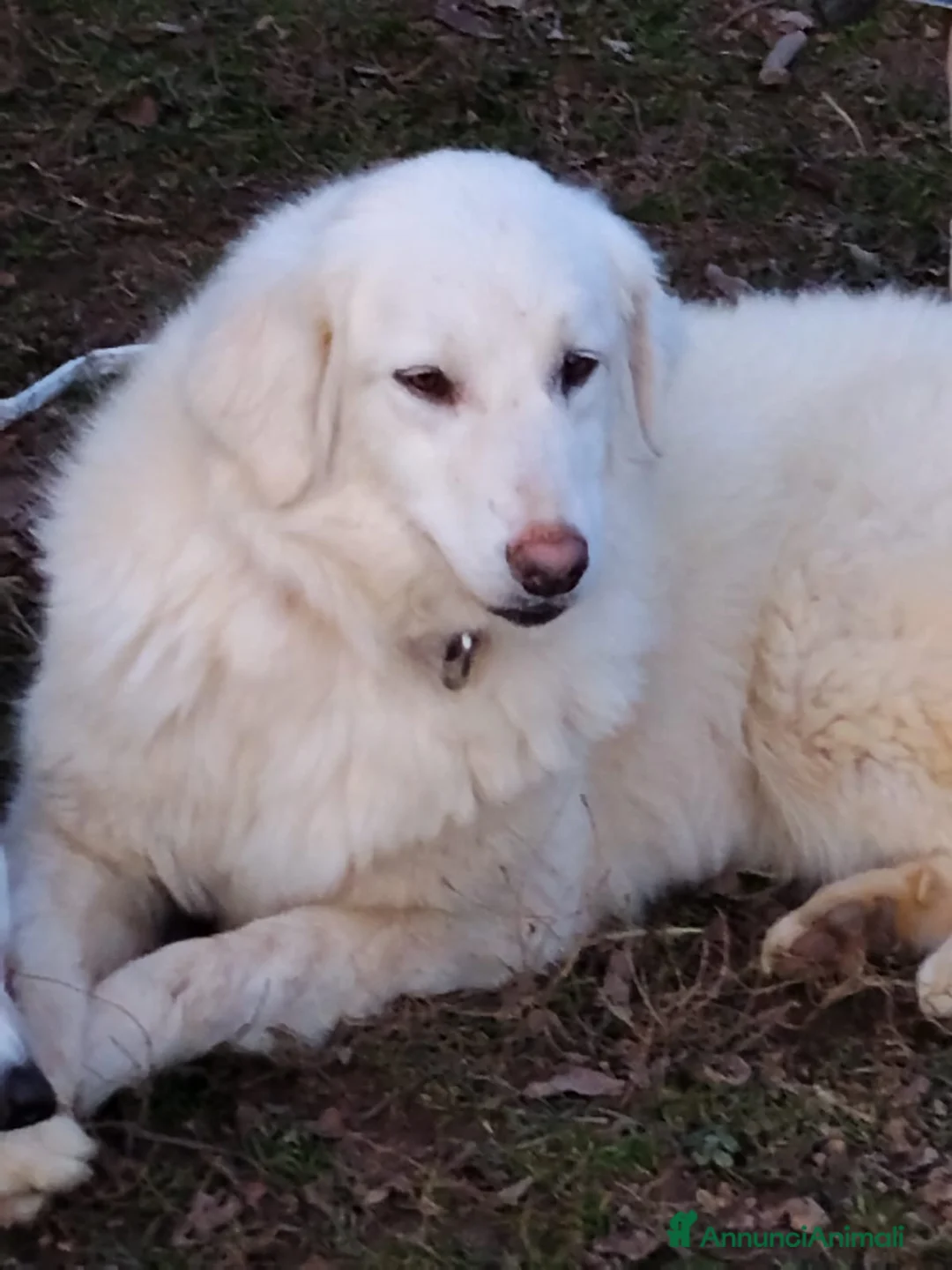 Meticcio cani in regalo: Asia  - Annuncio 3