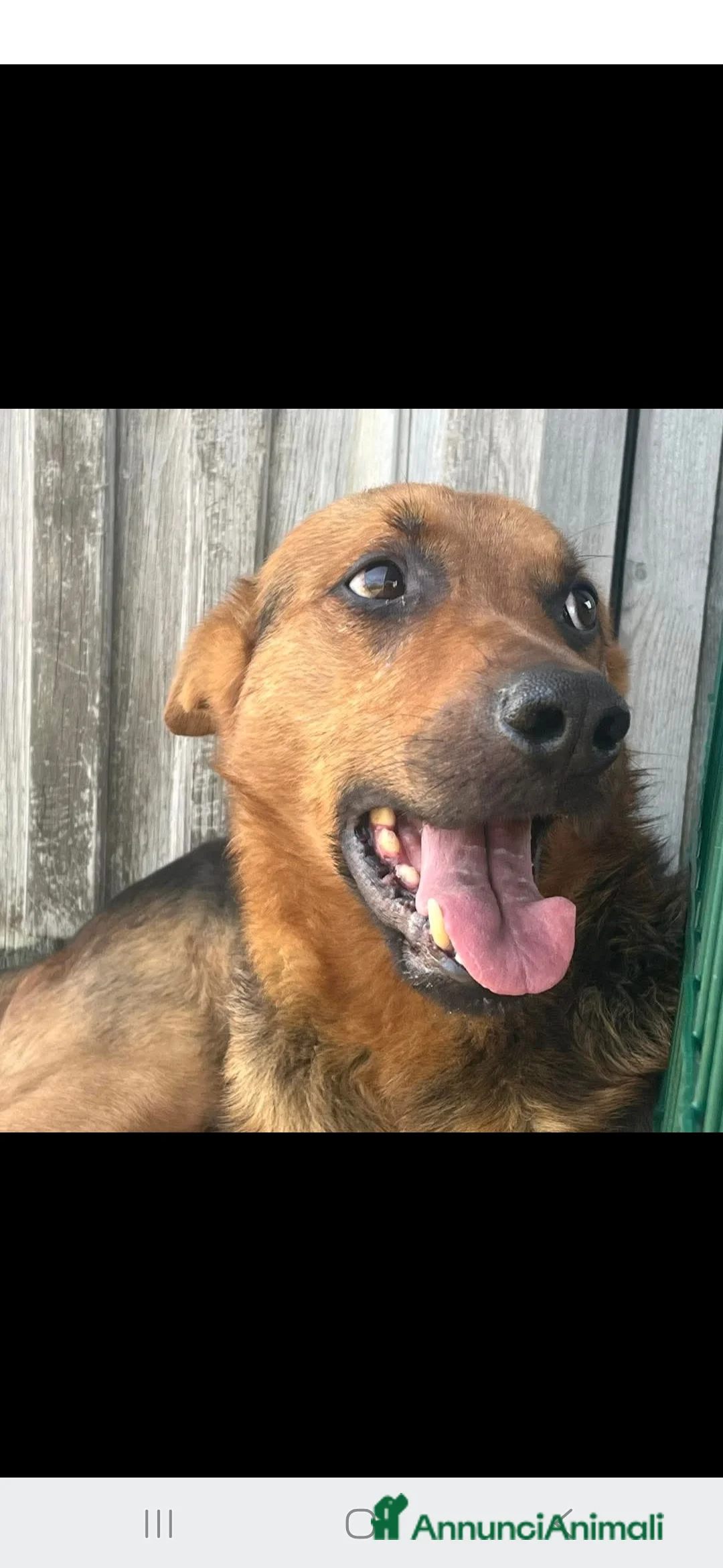 Pastore Tedesco cani in regalo: Zeus ha bisogno urgentemente di una casa - Annuncio 2