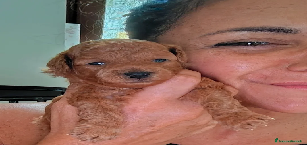 Immagine della galleria {{count}}