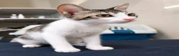 Meticcio gatti in regalo: Piccolo e dolce dolce  - Annuncio 1