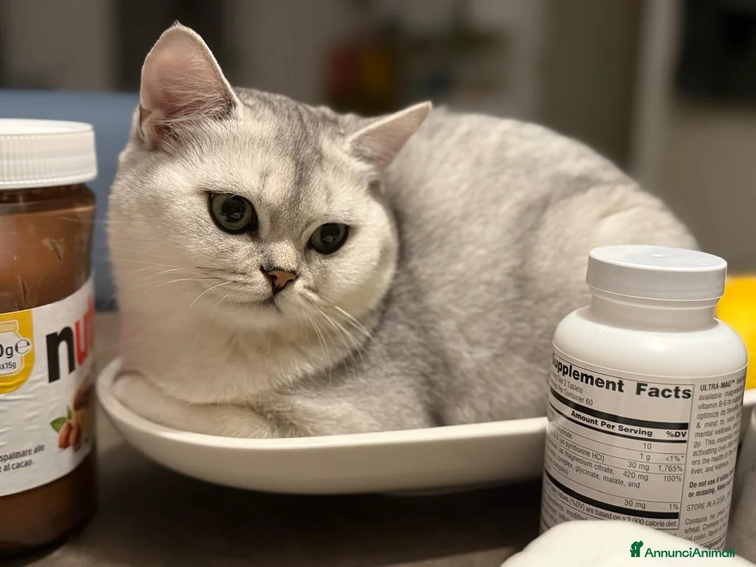 Scottish gatti in vendita: Scottish straight pedigree aperto - Annuncio 1