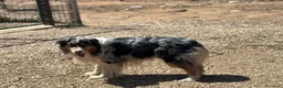 Australian Shepherd cani in regalo: Draco - australian shepherd  blu merle in adozione - Annuncio 4
