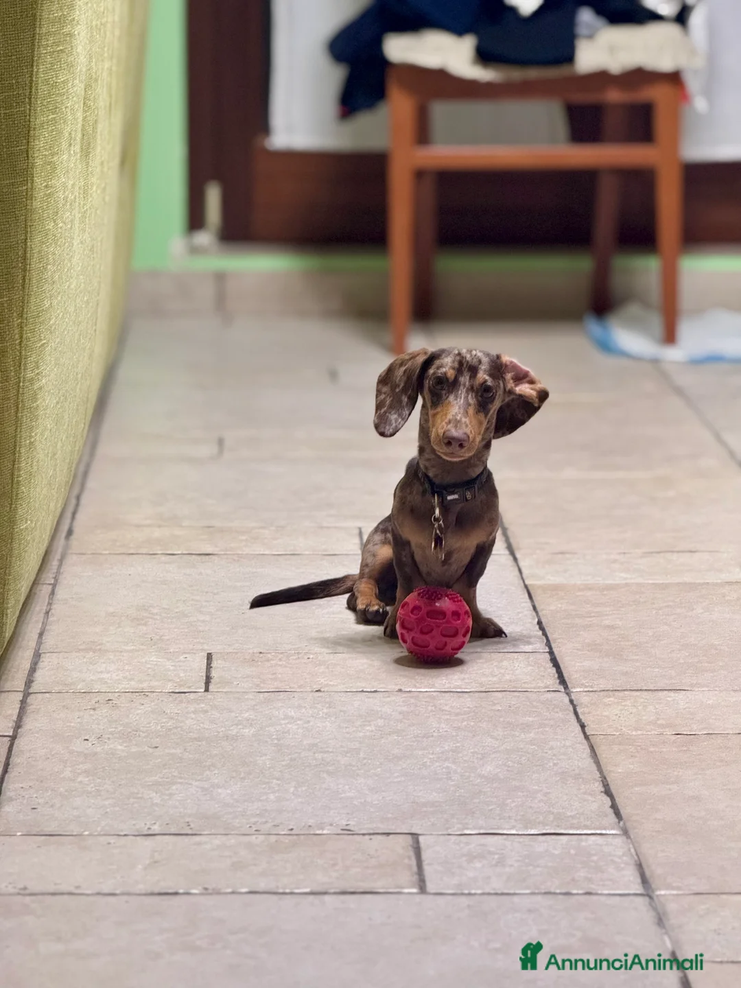 Bassotto cani per accoppiamento: Disponibile bassotto Arlecchino per monta - Annuncio 9