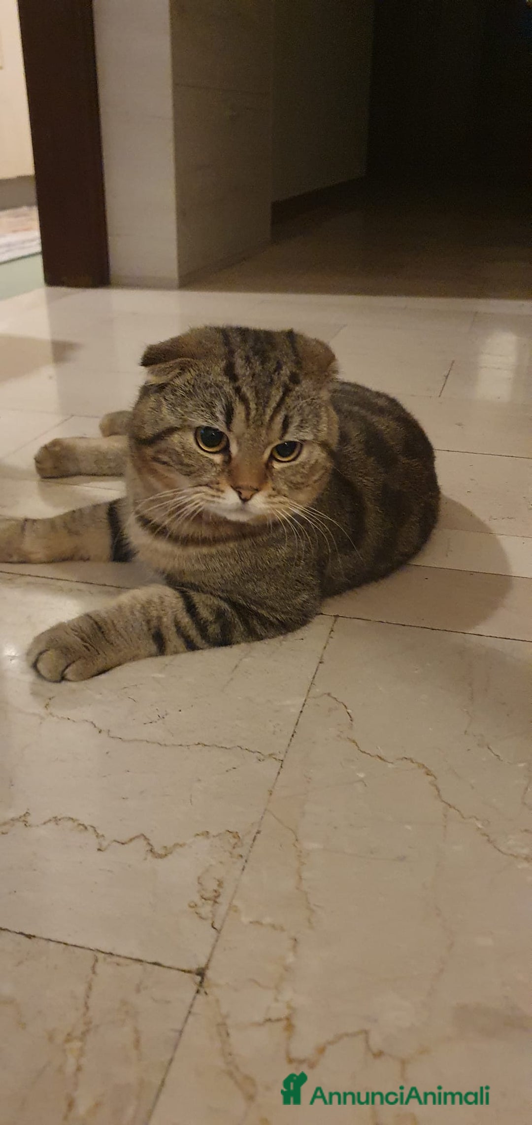 British gatti per accoppiamento: Gatto per accoppiamento  - Annuncio 2