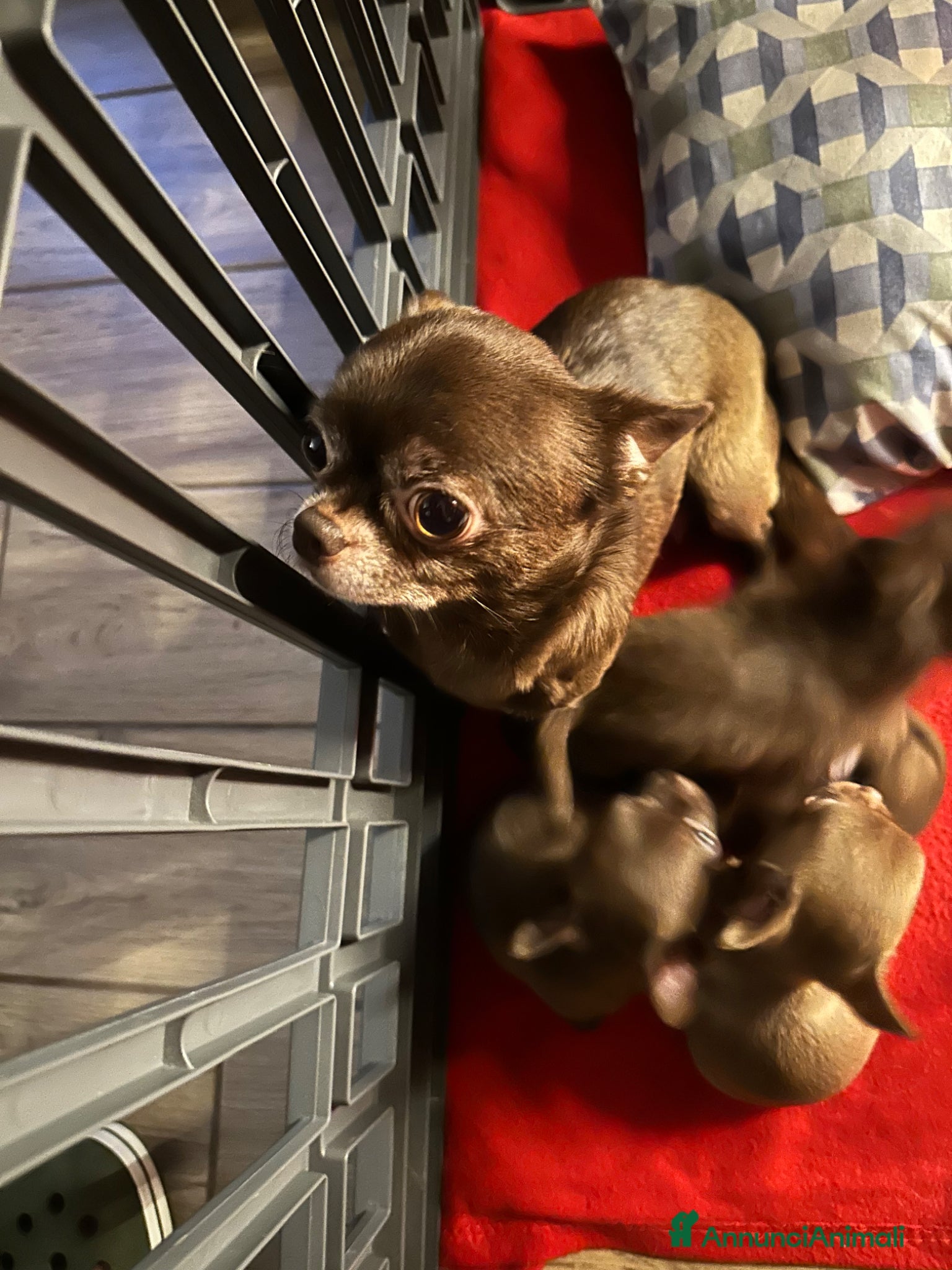 Chihuahua cani Cuccioli Chihuahua con Pedigree Enci - Annuncio 1