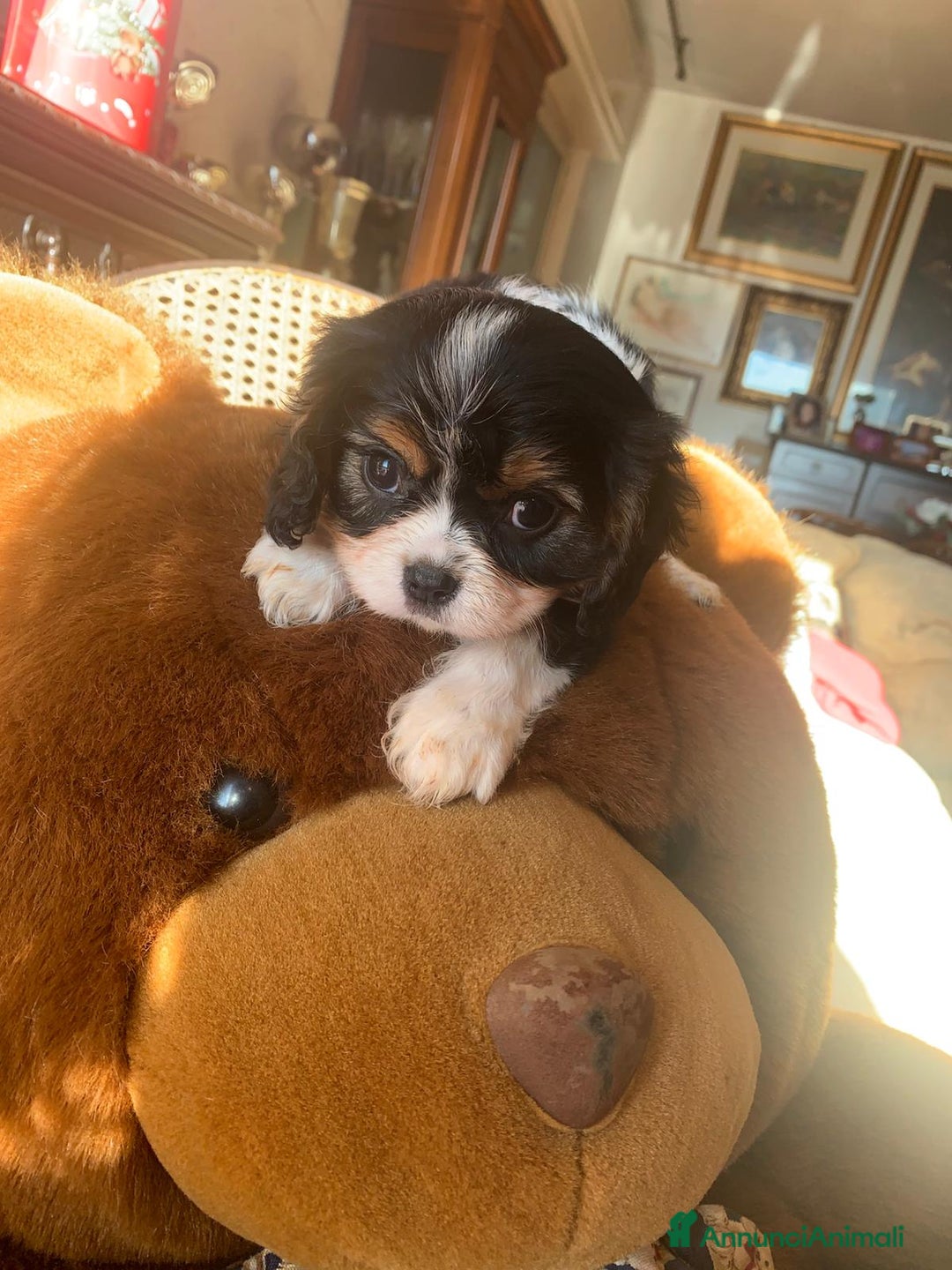 Cavalier King cani in vendita: Cuccioli di Cavalier King Charles Spaniel - Annuncio 15