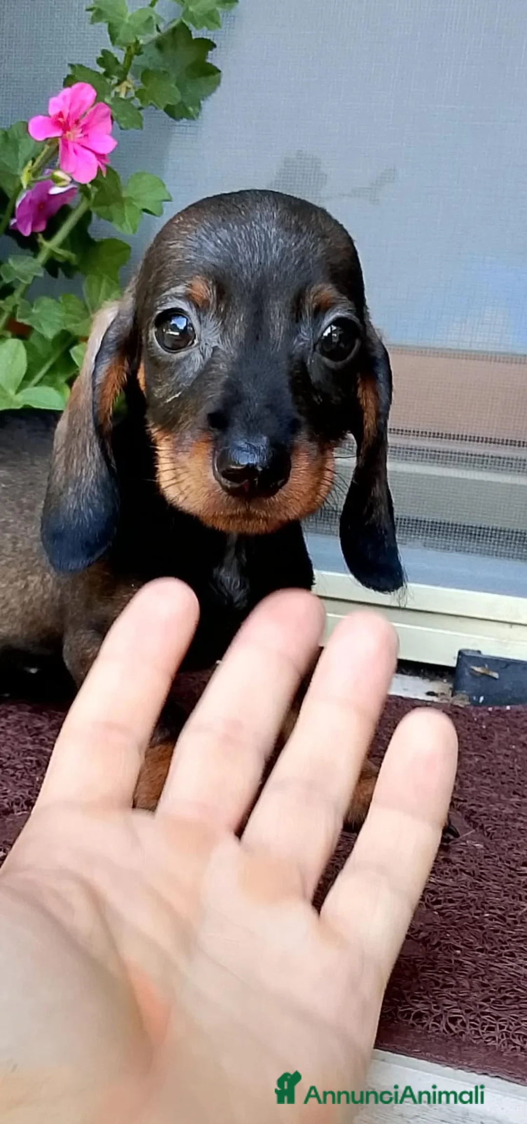 Bassotto cani in vendita: Bassotto pelo corto femmina con pedigree  - Annuncio 2