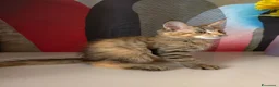 Maine Coon gatti in vendita: Dolcissima cucciola Maine coon  - Annuncio 4