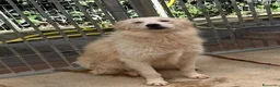 Meticcio cani in regalo: Milly  a Provincia di Cosenza - Annuncio 3